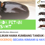 Pengendalian Kumbang Tanduk di Perkebunan Kelapa Sawit